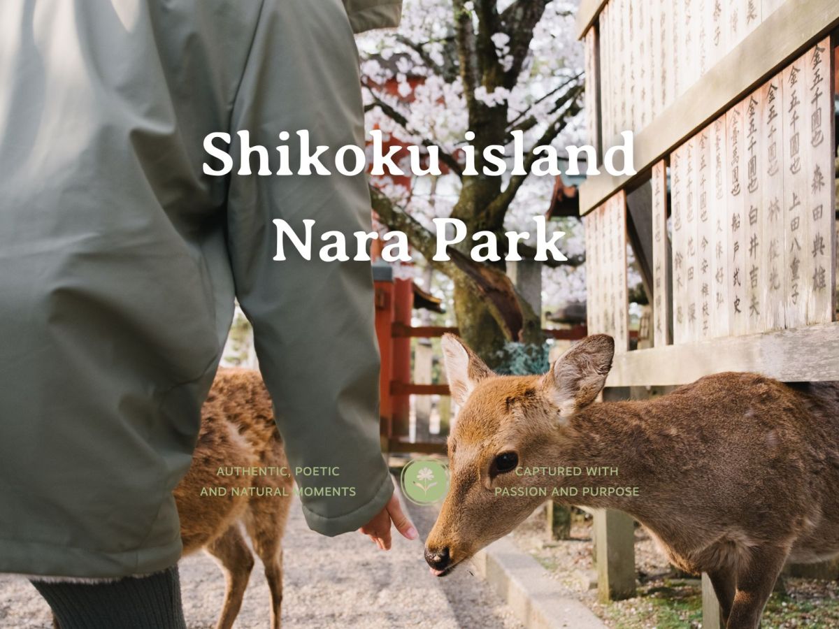 Part 6. Shikoku island, Onion island and Nara&nbsp;park