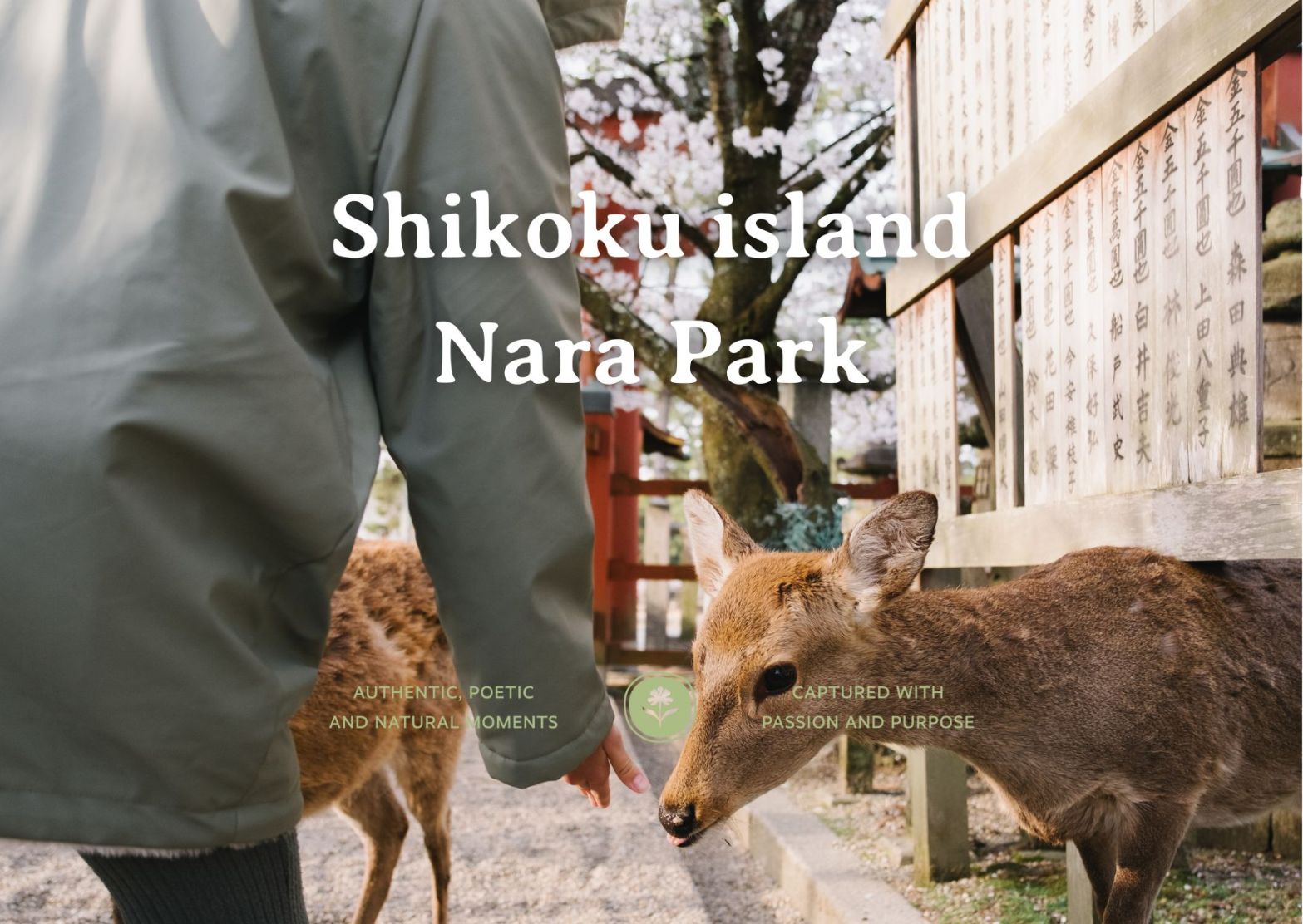 Part 6. Shikoku island, Onion island and Nara&nbsp;park